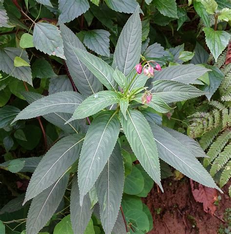 Impatiens Insignis Eflora Of India