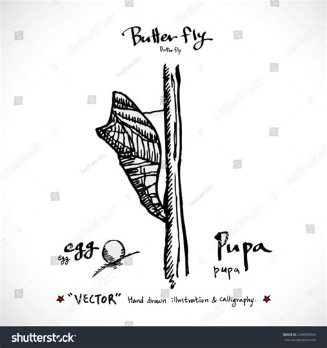 Vektor Stok Hand Drawn Insect Vector Illustrations Tanpa Royalti 244958050 Shutterstock