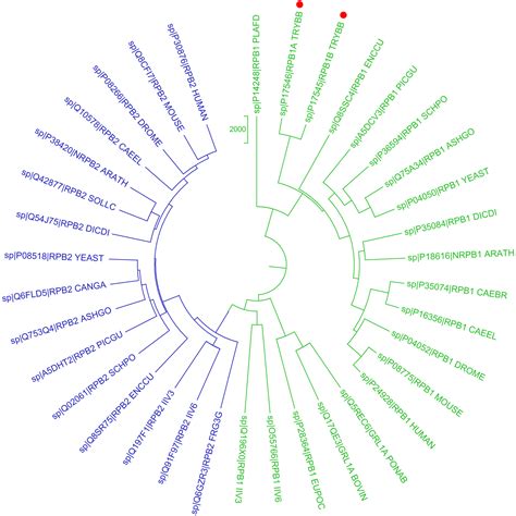 Genetic And Structural Study Of Dna Directed Rna Polymerase Ii Of