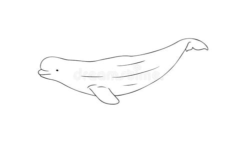 Sketch Beluga Stock Illustrations 285 Sketch Beluga Stock Illustrations Vectors And Clipart