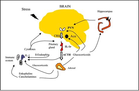 Schematic representation of the hypothalamic-pituitary-adrenal axis and... | Download Scientific ...