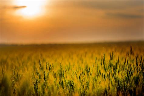 Yellow Green Field During Sunset 4k Wallpaper Hd Nature Wallpapers 4k