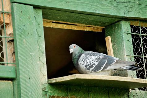 Pigeon Racing