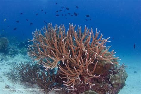 Corals Of The Andaman Sea Diving Liveaboard In Thailand And Myanmar