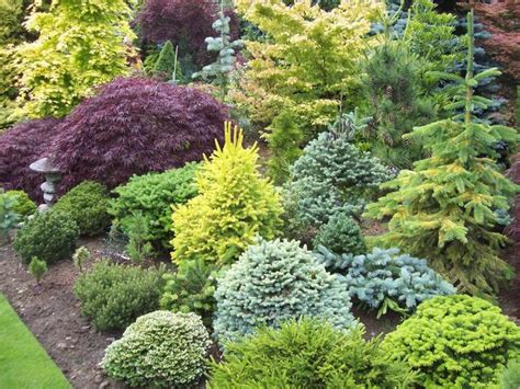 111 best Conifer Gardens images on Pinterest | Evergreen garden ...