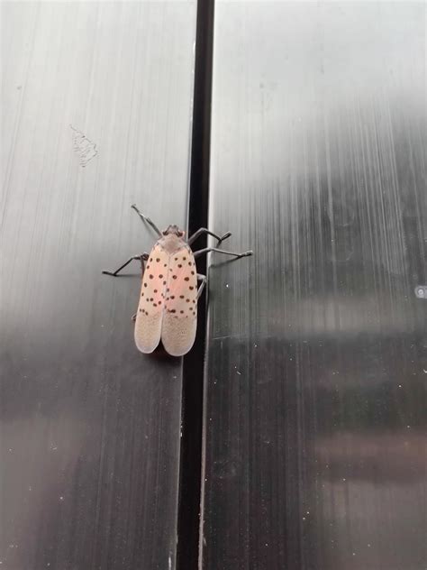 Who's this? Found in Manhattan near Central Park! : r/whatsthisbug