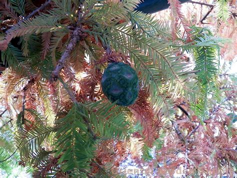 Taxodium Distichum Cody S Feathers Oriental Garden Supply