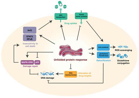 Cells Free Full Text Drug Resistance And Endoplasmic Reticulum