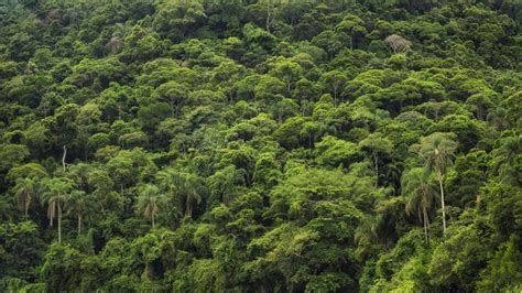 Fascinating Facts About The Amazon Rainforest Rainforest Off