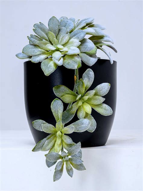 Hanging Succulent Distinctive Spaces