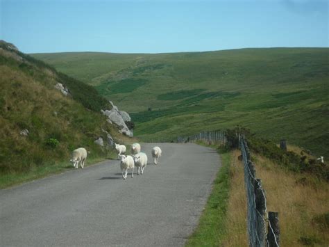 Sheep By Claerwen Dam Fabian Musto Geograph Britain And Ireland