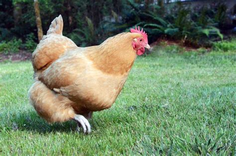 Transylvanian Naked Neck Rooster Stock Image Image Of Cockerel