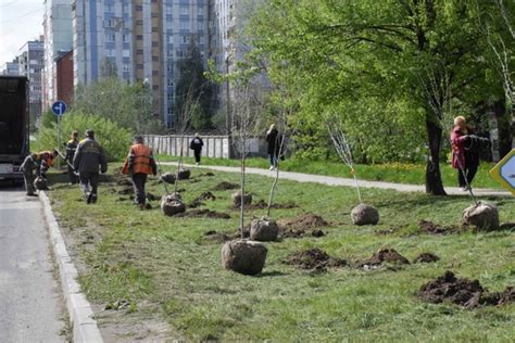 Для Тамбова закупают саженцы липы, березы и тополя на 7,6 млн рублей ...