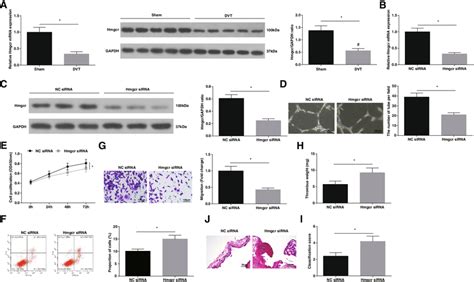 Knockdown Of Hmgcr Aggravates Thrombosis Formation A Hmgcr Mrna And