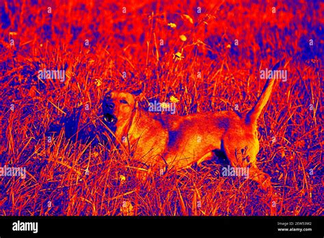 Mongrel Dog On Walk In Meadow Scanning The Animals Body Temperature