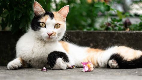 La mayoría de los gatos de tres colores son hembras ve por qué UnoTV