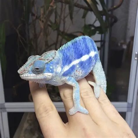 Pet Chameleon Faq