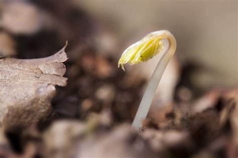 Cuánto tiempo tarda en crecer una planta Jardineria On