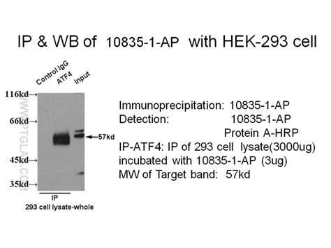 Atf4 Fusion Protein Ag29834 Proteintech