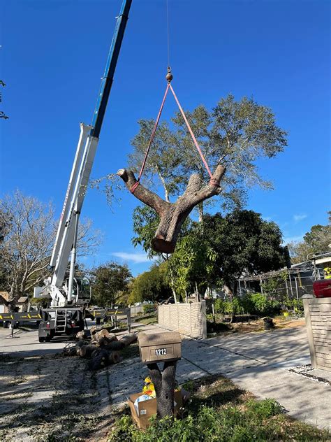tree removal crane 3