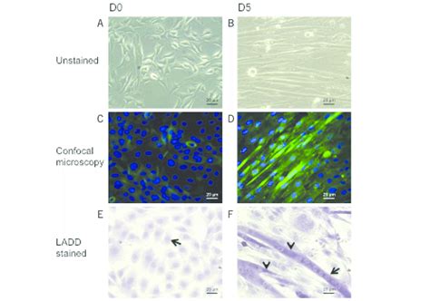 Visualization Of Multinucleated Myofibers C2c12 Myoblasts Were