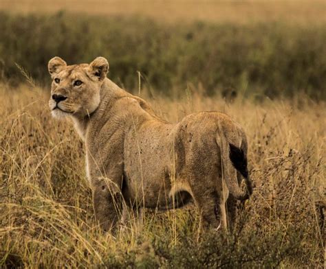 5 Jours De Safari De Migration Des Gnous Du Serengeti En 2024 2025