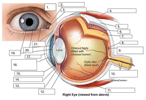 Anatomy Of Eye Diagram Quizlet