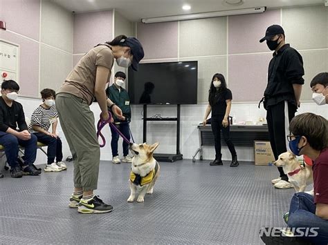 댕댕이 예절교육 필요하다면서울 반려동물 시민학교 오세요 네이트 뉴스