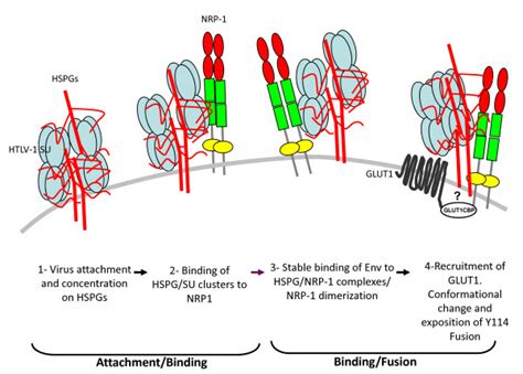 Hypothetical Model Of The Htlv Receptor Complex And Htlv Entry 1 Hspg