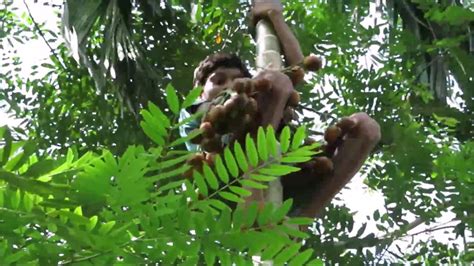 Betel Nut Areca Nut Harvesting Youtube