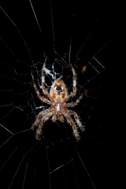 Premium Photo | Barn spider in web at night.