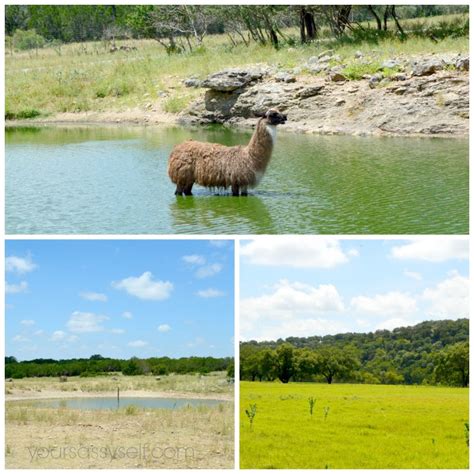 Helpful TidBits for Your Texas Style Safari at Natural Bridge Wildlife ...