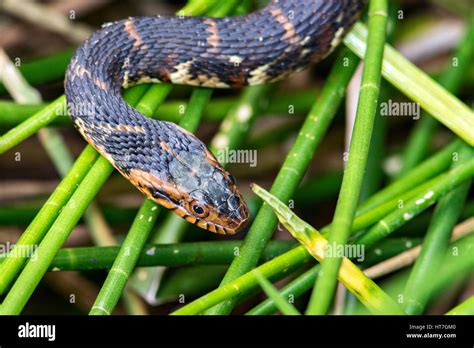 Florida Banded Water Snake Green Cay Wetlands Boynton Beach Stock