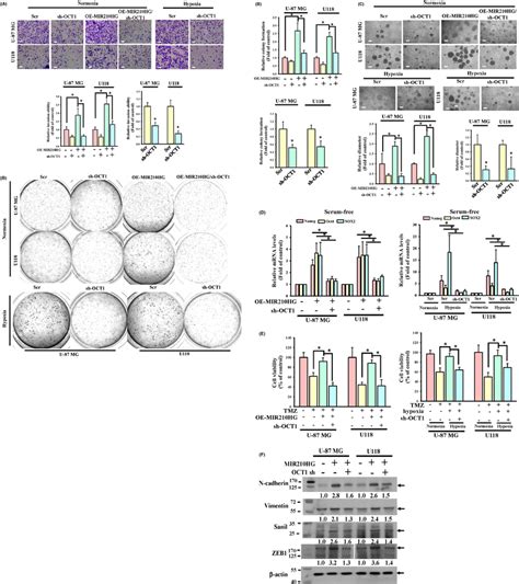 Knockdown Of Octamer Transcription Factor Oct Significantly