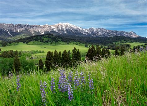 Bridger Mountain Photo | Landscape