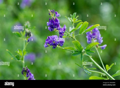 Medicago Seed Hi Res Stock Photography And Images Alamy