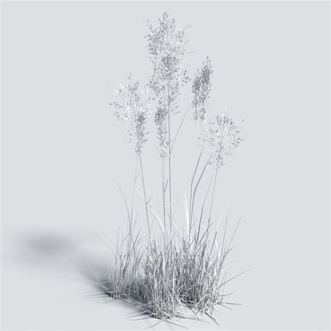 Bent Grass 3d model