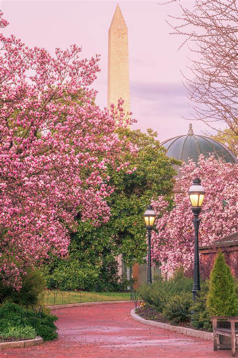 Cherry Blossom Washington DC Photograph by Nandor Nagy - Fine Art America