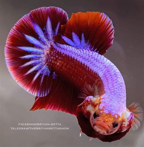 Knowing All Types Of Betta Fish By Tail Pattern And Color With Photo