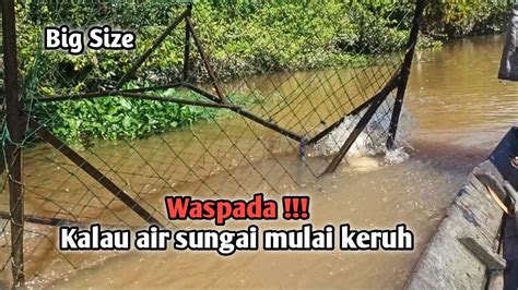 Rejeki Musim Air Surut Telah Tiba Saatnya Berburu Ikan Baung Dan