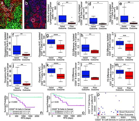 Density And Spatial Dispersion Of B And T Cells Infiltrating Cancer