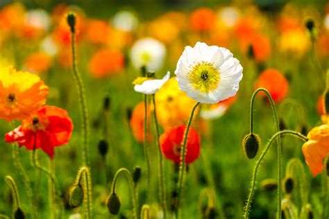 Iceland Poppy Care How To Grow An Iceland Poppy Flower