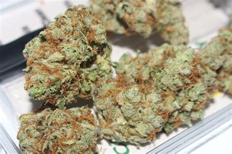 Pink Kush Strain Details And Overview Grail Cannabis
