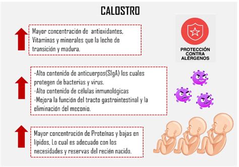 Cu Les Son Los Tipos De Leche Materna Qu Nutrientes Tiene La Leche