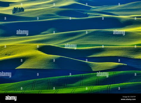 High Angle View Of Green Fields Steptoe Butte Palouse Washington