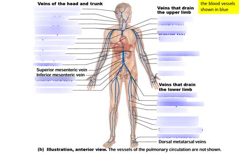 A P Lab 2 Veins Diagram 1 Diagram Quizlet