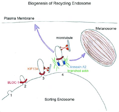 The Biogenesis Of Recycling Endosomes Starts From Sorting Endosome With