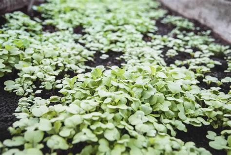 Green Manure Vs Animal Manure What Are The Differences