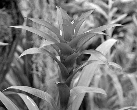 Medicinal Plants Of Bangladesh The Asian Age Online Bangladesh