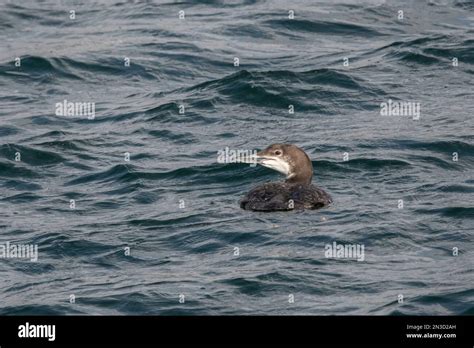 A Common Loon In The Water In Non Breeding Plumage Stock Photo Alamy